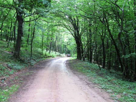 Durch herrliche erholsame Wälder