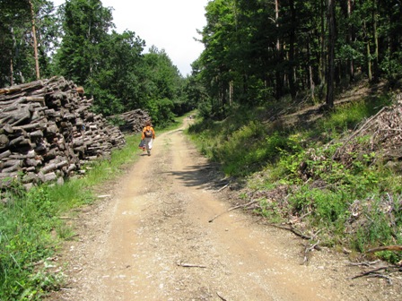 Über einen leicht steigenden Weg gehts durch den Wald