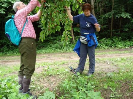 Monika mit einem neuen Wanderfreund beim Naschen von Kirschen in 'Nachbars Garten'