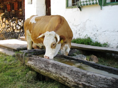 Saufn wia a Kua - da muß der Spruch herkommen