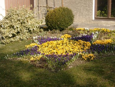 Sehr schnes Krokus-Arrangement