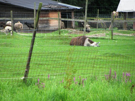 Dem Lama im Tierpark 'Aumhle' ist es egal - es macht ein Vormittagsschlfchen