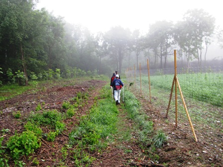 Auf schönen Naturwegen gehts durch die Au neben der Traisen
