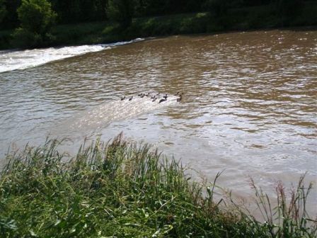 Entenfamilie auf der Flucht