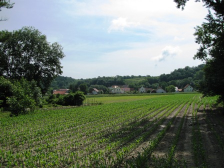 Blick über Maisfelder zu sanften Hügeln