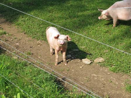 Einfach s - Schweinchen Babe auf Steiermark-Urlaub