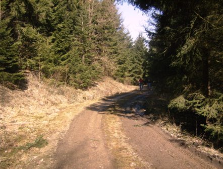 Blick auf einen schnen Waldweg