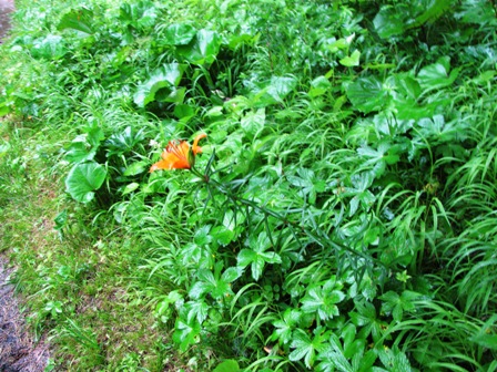 Wild wachsende Lilien