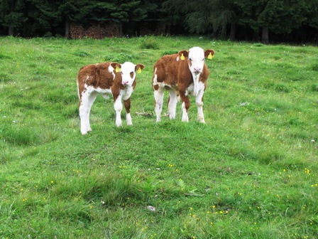 Junge Stiere zeigen sich fassungslos über die wetterfesten Marathonis
