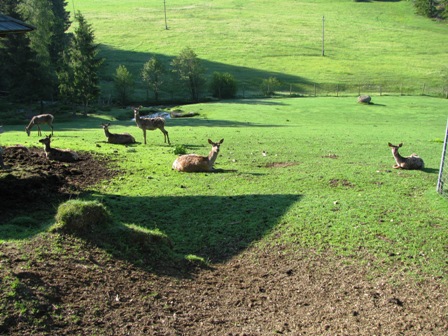 Blick übers Wildgehege in der Nähe der Hirschalm