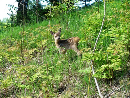 ...und dieses kleine Rehkitz sucht seine Mutter (hoffentlich mit Erfolg)