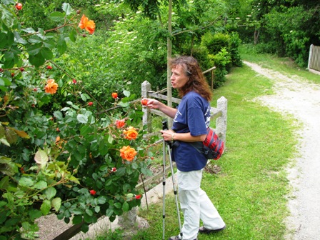 Karin begeistert sich für die außergewöhnliche Farbe dieser Rosen