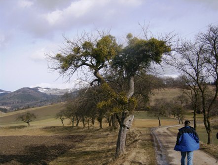 Mistelbaum in der schnen Landschaft