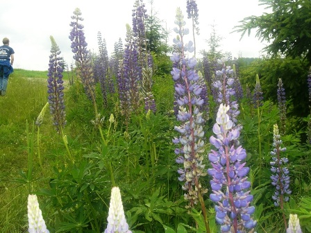 Lupinien