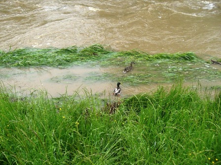 Enten im Kampf gegen das Hochwasser der Perschling