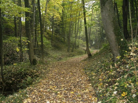 Auf einem wunderschönen herbstlichen Waldweg...