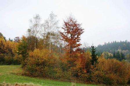Alle Gelb-, Braun- und Rottöne können erspäht werden