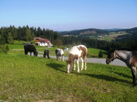 Pferdereich Mhlviertel