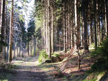 Durch traumhafte Wälder führt der Weg