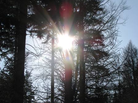 Die Sonne erhellt den Wald