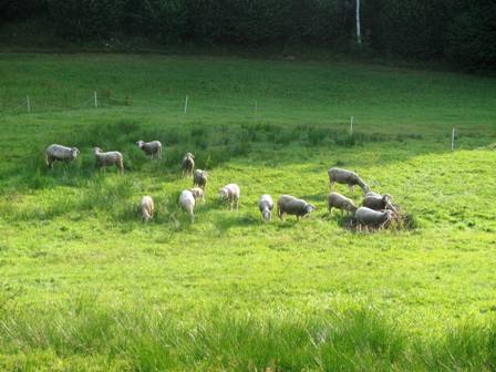 Opa Helmut ist nicht das einzige Schaf, das um diese Tageszeit unterwegs ist