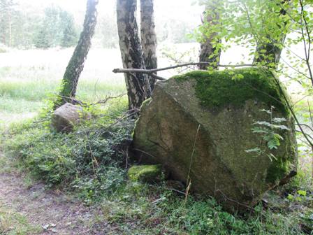 Ein typisches waldviertler Bild - Stein bei Birkengruppe
