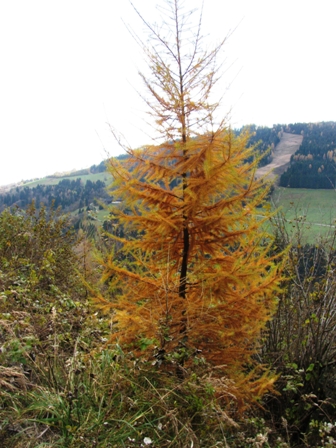 Lrchenbaum im Sptherbstkleid