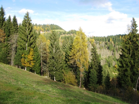 Blick ber Almen und Wlder beim 'Drnegger'