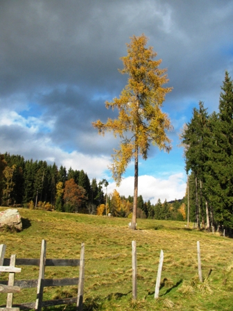 Krntner Almenidylle...
