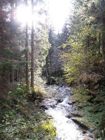 Die Sonne erhellt die Wlder rund um den Bach