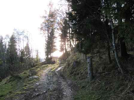 Schne Waldwege nach Tassach