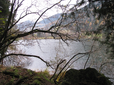 Blick aus dem Wald auf den See