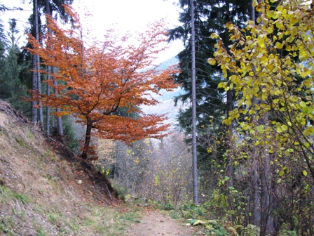 Baum im herrlichen Herbstkleid
