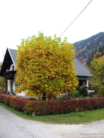 Herbstfarben in Dbriach