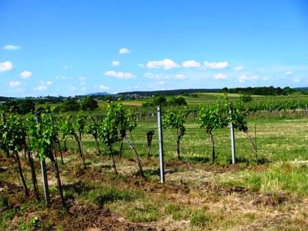 Blick über die Weingärten um Gainfarn...