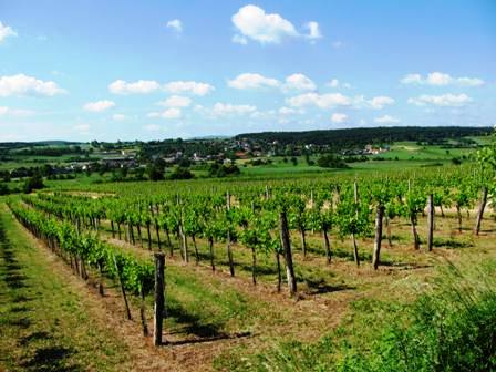 Blick über die Weingärten Richtung Haidlhof...