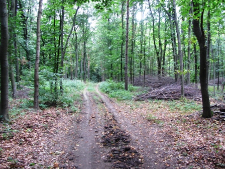 Schnes Wegstck durch den Wald