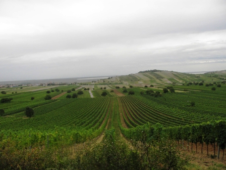 Blick ber die Weingrten Richtung Jois