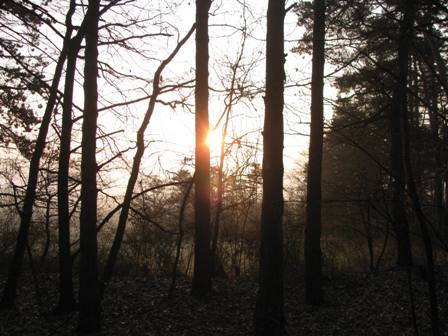 Morgensonne im Wald