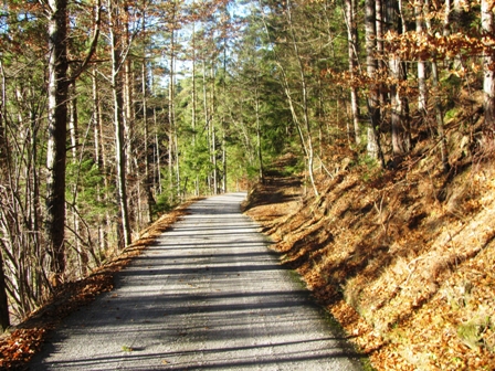 Sonniger Waldweg