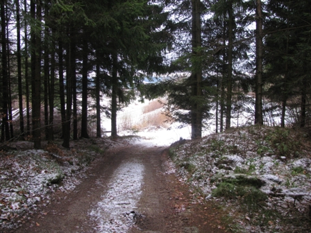 Der schne Waldweg nach Wurmbrand
