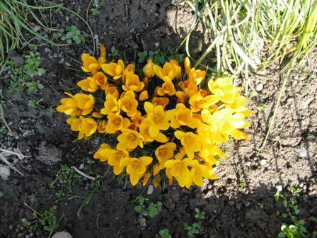 Krokusbltenpracht