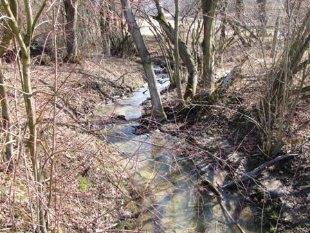 Bachidylle im Rohrwald