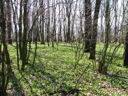 Brlauch bringt frhliches Grn in den Wald