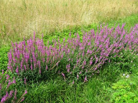 Schne wilde Blumen