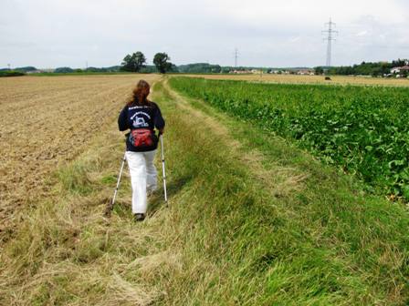 Am Feldweg von Leobendorf nach Spillern