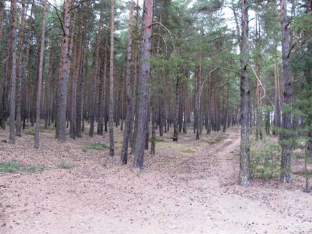 Herrliche Föhrenwälder