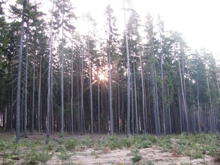 Die Sonne kämpft sich in den Wald