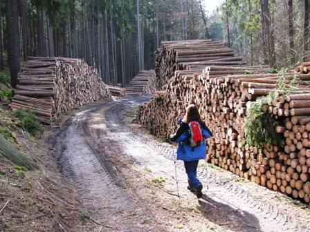 Jede Menge Holz vor der Hütte...äh im Wald