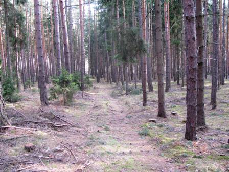 ...durch den wunderschönen Wald um Horní Bříza